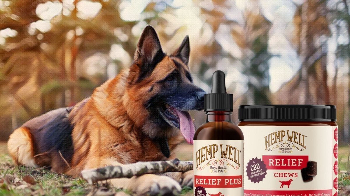 CBD for Dogs: What Pet Parents Should Know Before Choosing a Hemp Supplement - Hemp Well