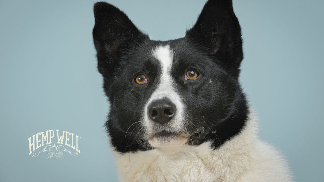 CBD for Karelian Bear Dogs: Support Their Health Naturally