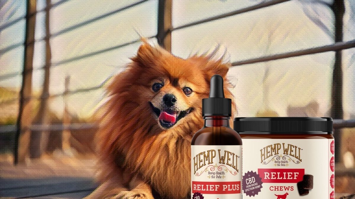 CBD For Pomeranians - Hemp Well
