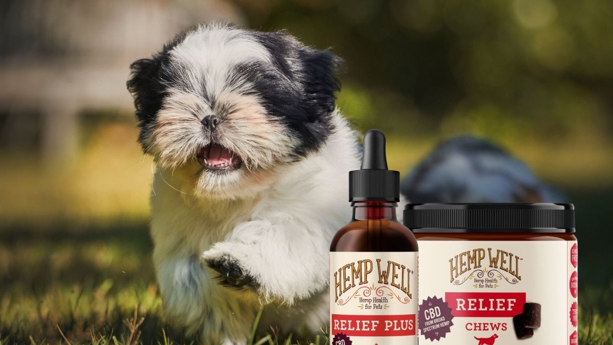 CBD For Shih Tzus - Hemp Well