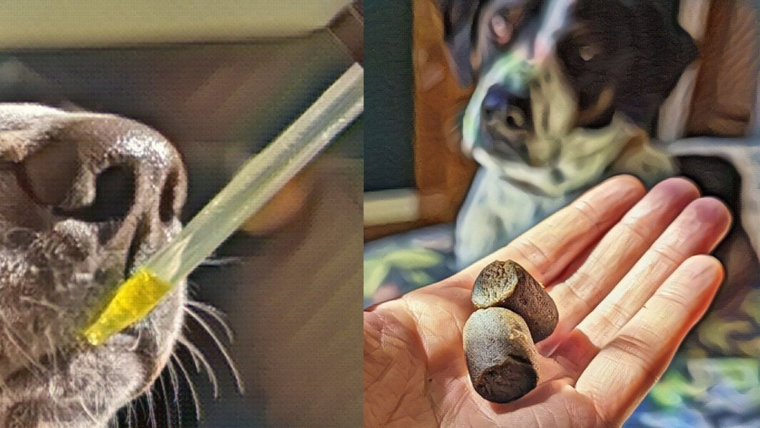 CBD Oil Or Treats For Dogs? We Just Asked 1000 Pet Parents.
