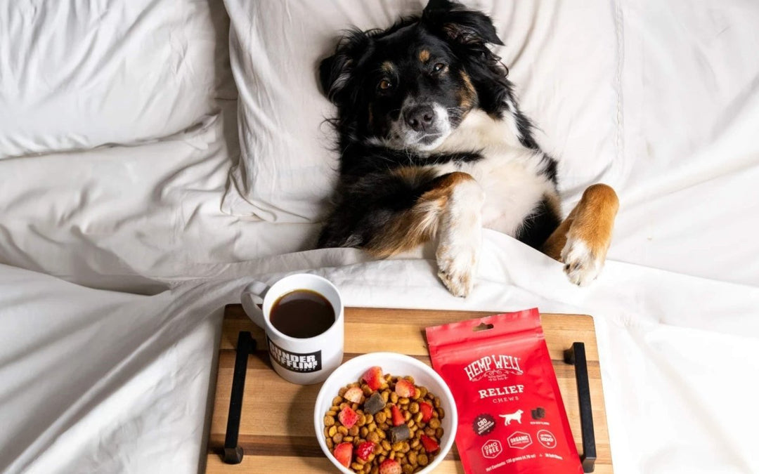 Discover Hemp Well: Trusted Hemp-Based Pet Products at Leading Retailers