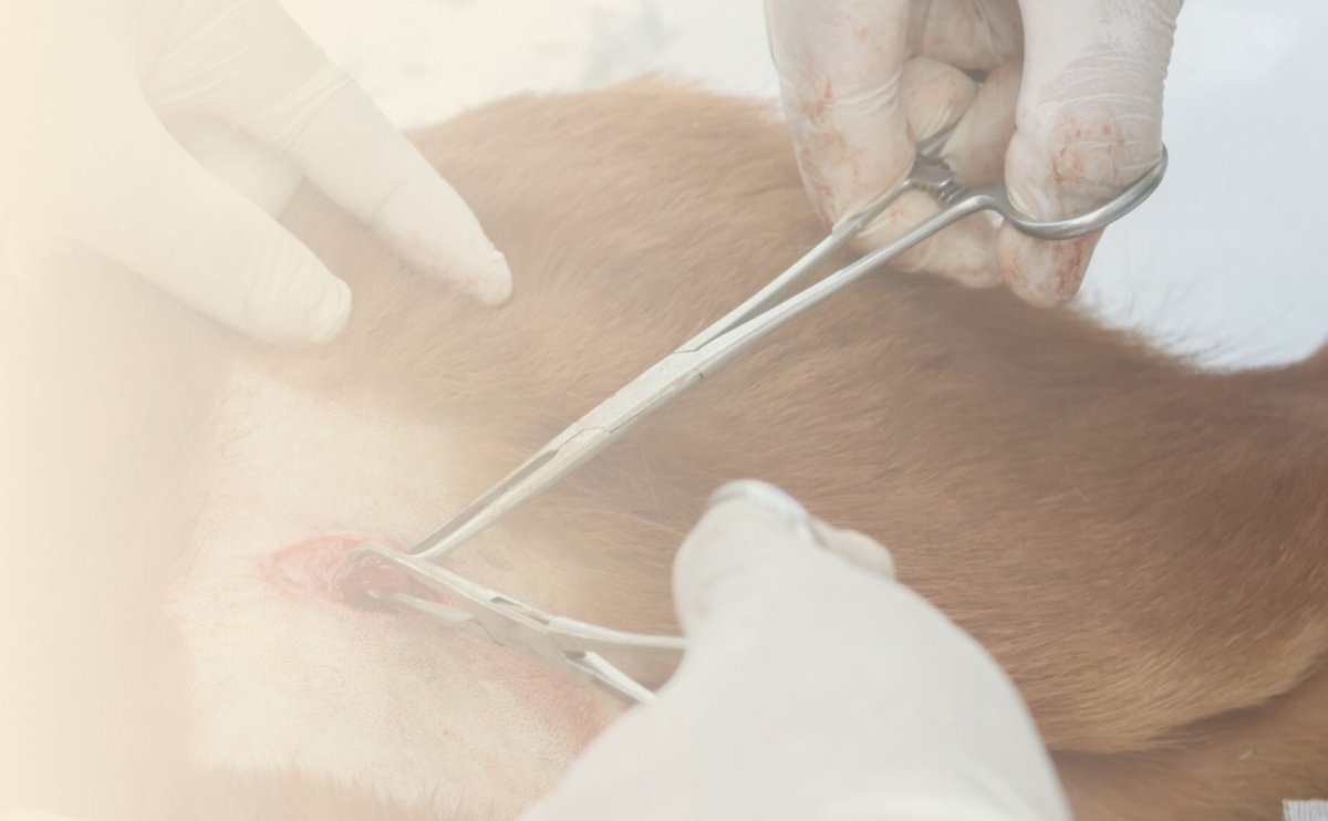 Neuter dog cam dog down