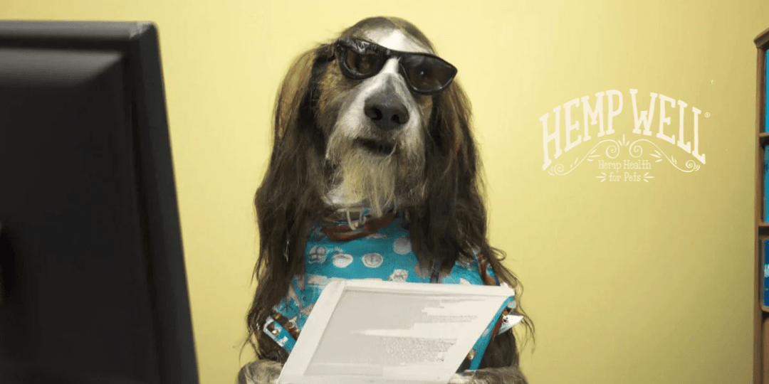Does Pet Insurance Cover CBD?