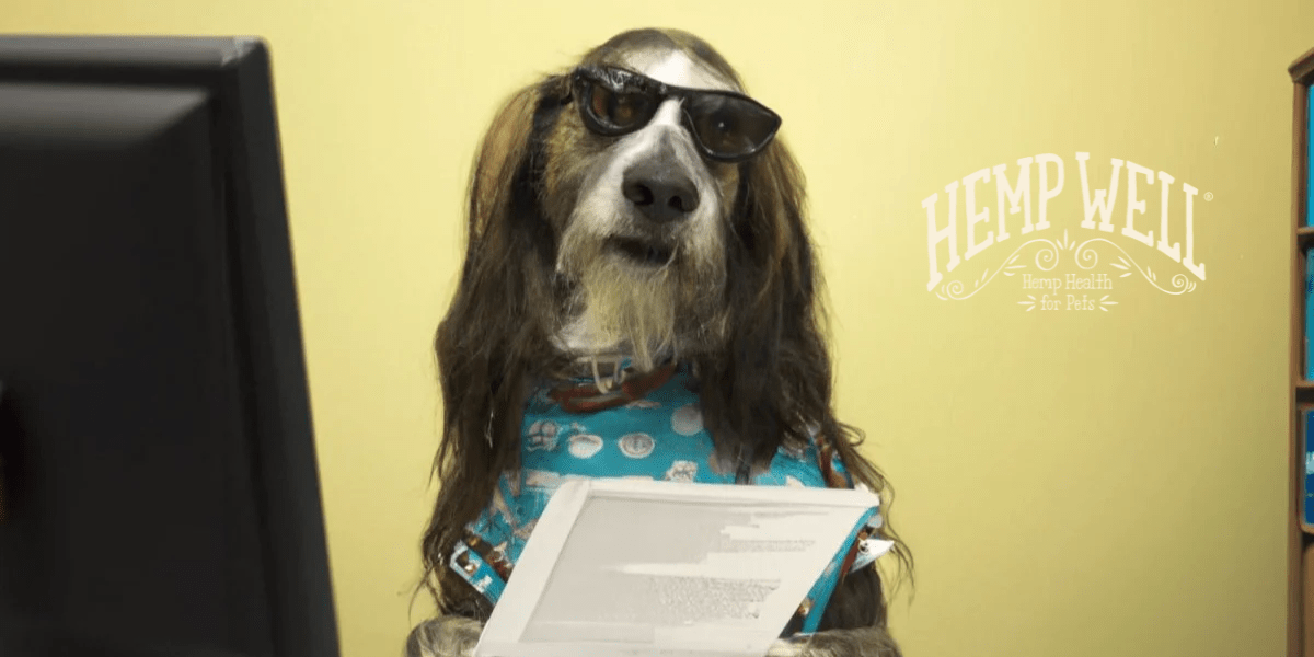 will pet insurance pay for CBD