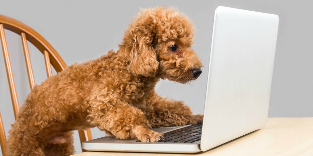 Dog and Cat CBD sold on Chewy (where is it?) - Hemp Well