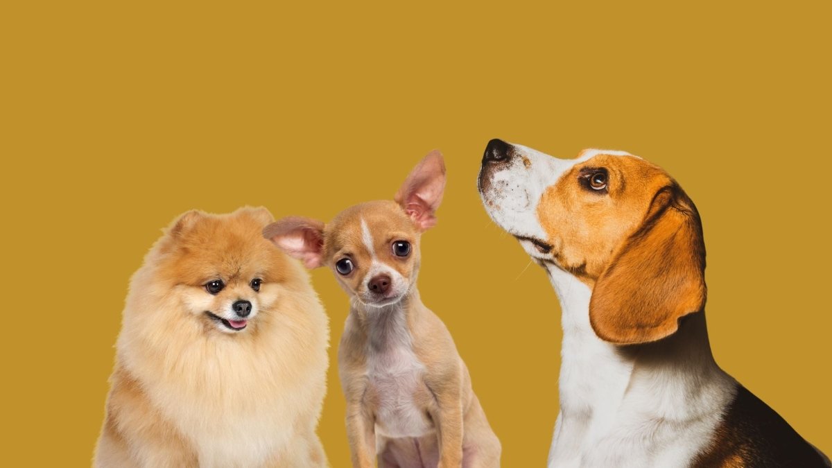 Dog Breeds With Longest Life Expectancy - Hemp Well