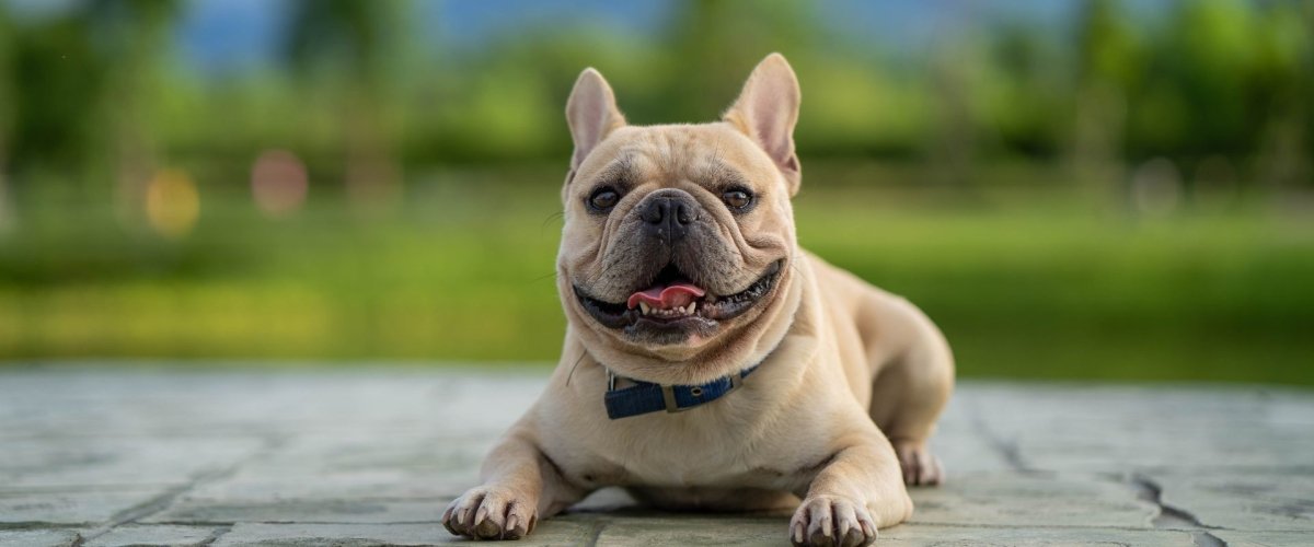 Dog parents: Stop using these 5 things now! - Hemp Well