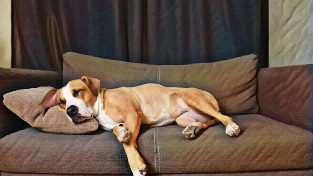 Dog Sleeping Habits: What’s Normal and When to Worry