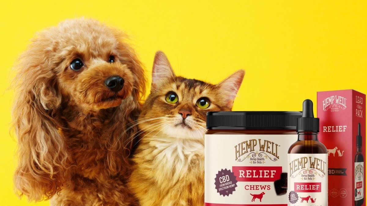 Dogs have more cannabinoid receptors. What does this mean for their health? - Hemp Well
