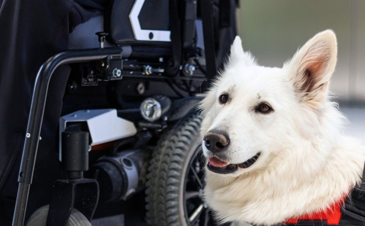 Justice Department Sues Uber for Denying Rides to Passengers with Service Dogs and Wheelchairs