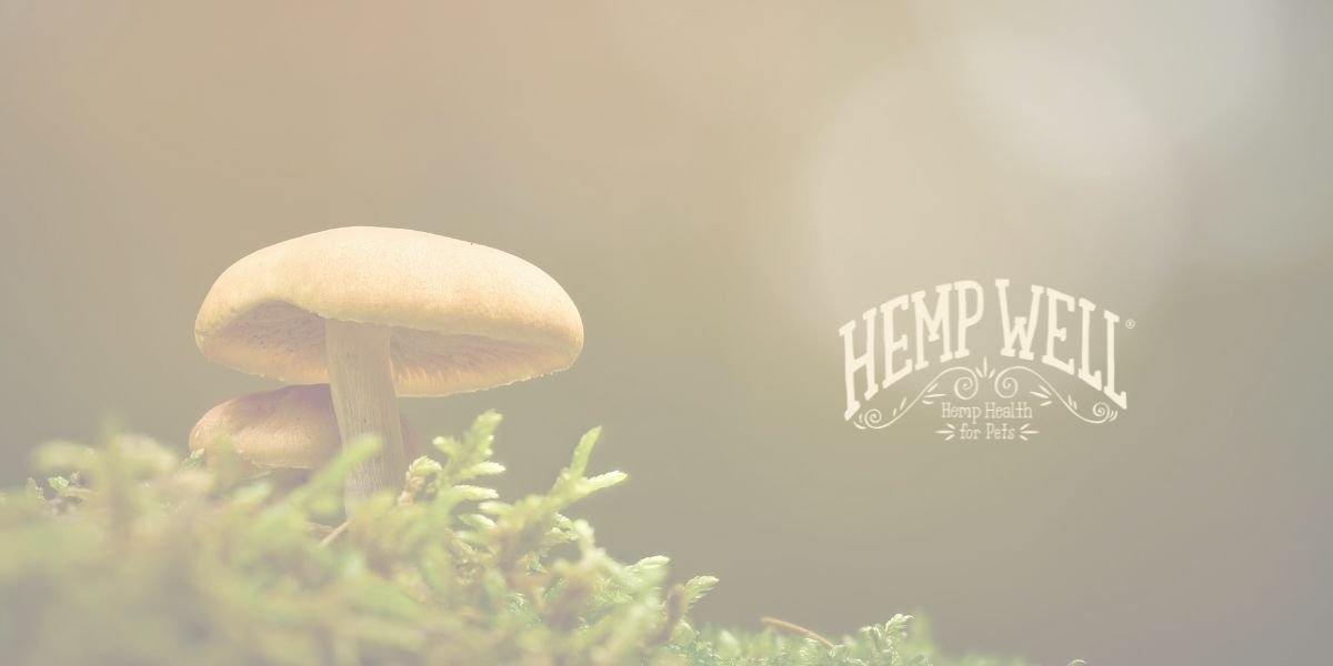 Fruiting body mushrooms for dog and cat health  organic