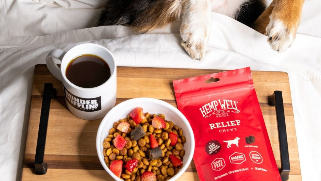 Good Morning, Pet Parents! Best Time to Give Your Dog Supplements