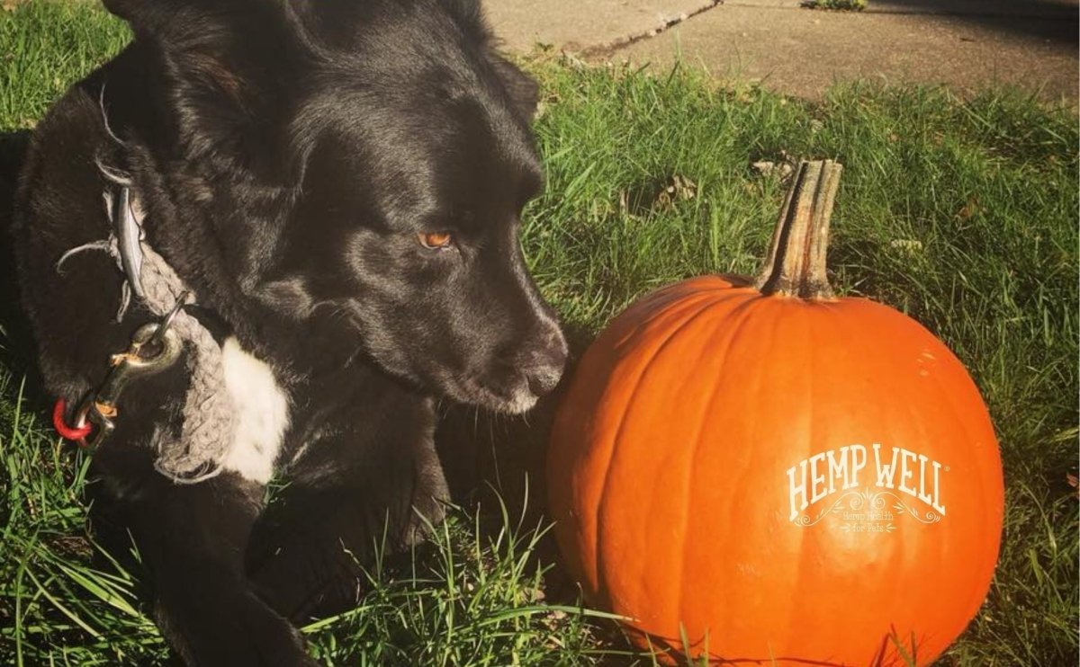 Dogs scared during Halloween