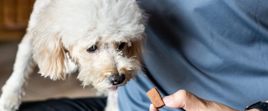 Heartworm Prevention for Dogs
