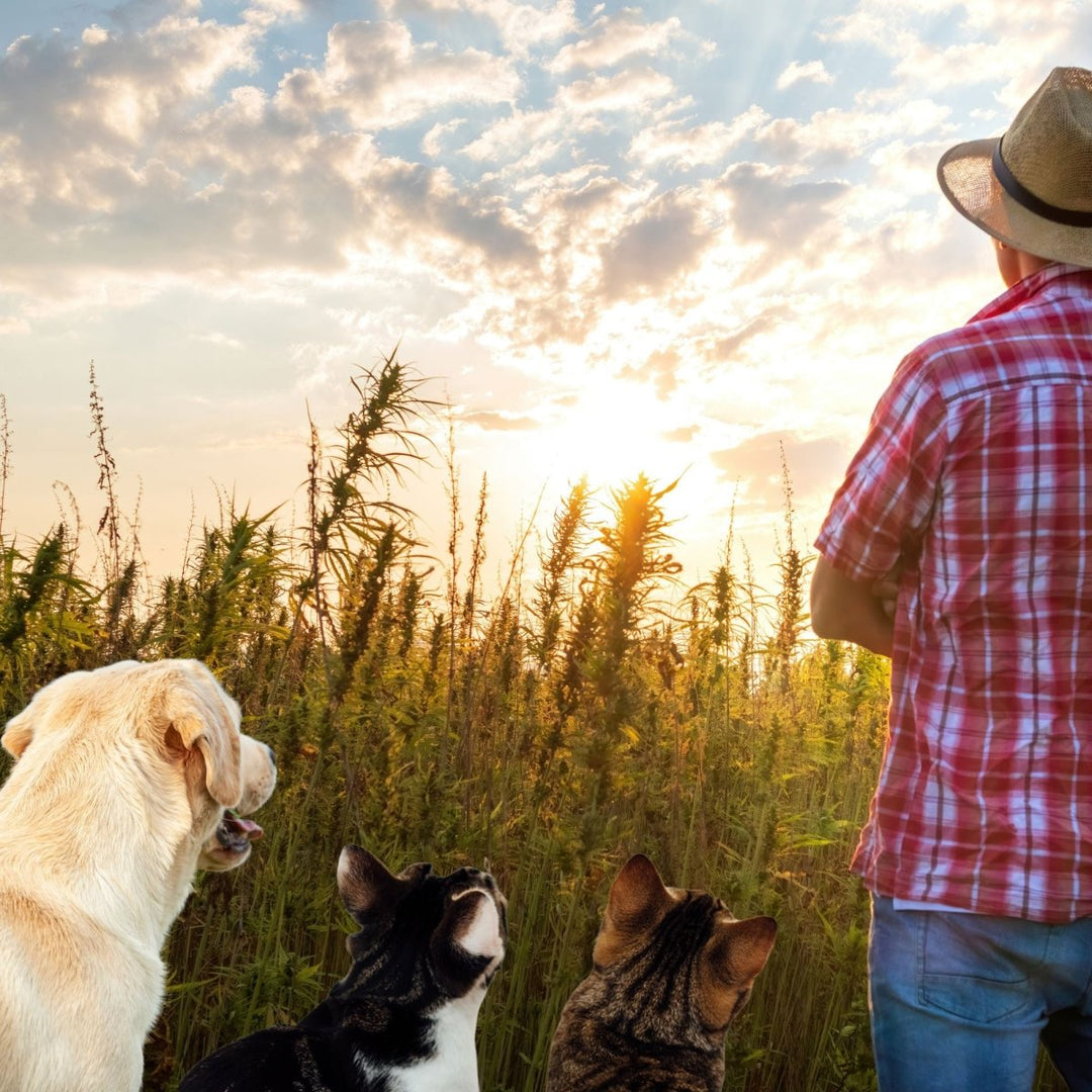 Hemp Oil For Dogs