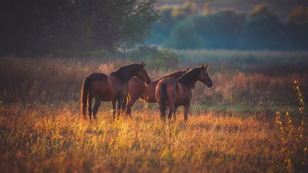 Hemp Oil For Horses- How Does It Benefit Your Equine? - Hemp Well