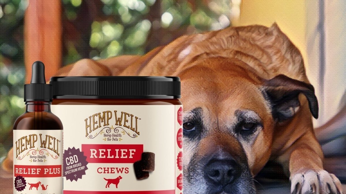Hemp Use for Aches and Discomfort Associated with Everyday Activity in Older Dogs - Hemp Well