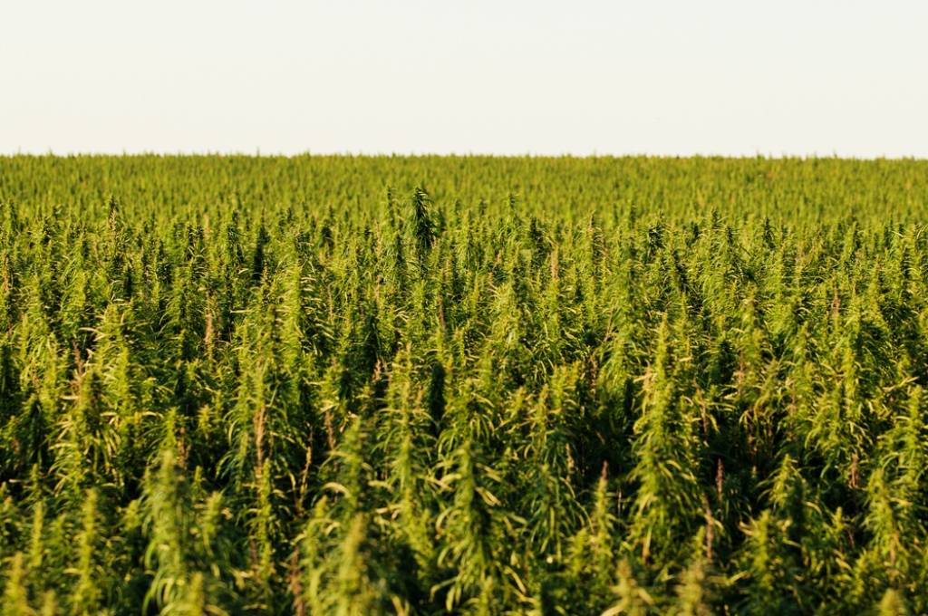 Hemp vs. Marijuana vs. CBD