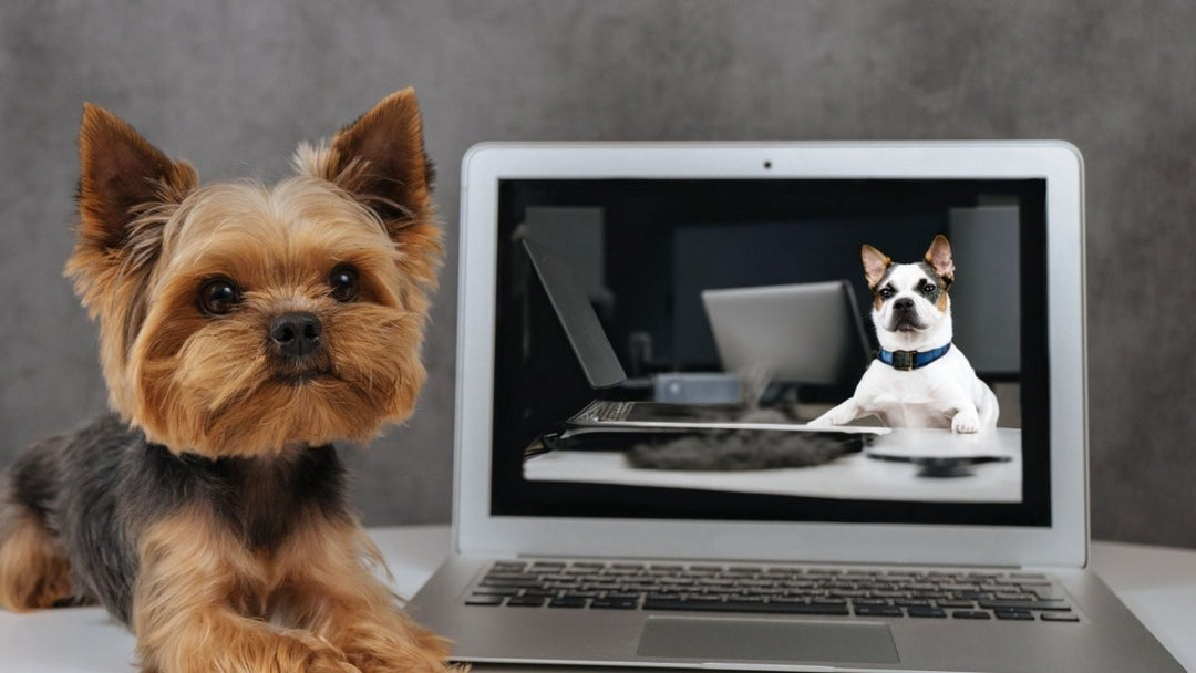 Hemp Well Enters Partnership With Leading Customer Review Technology