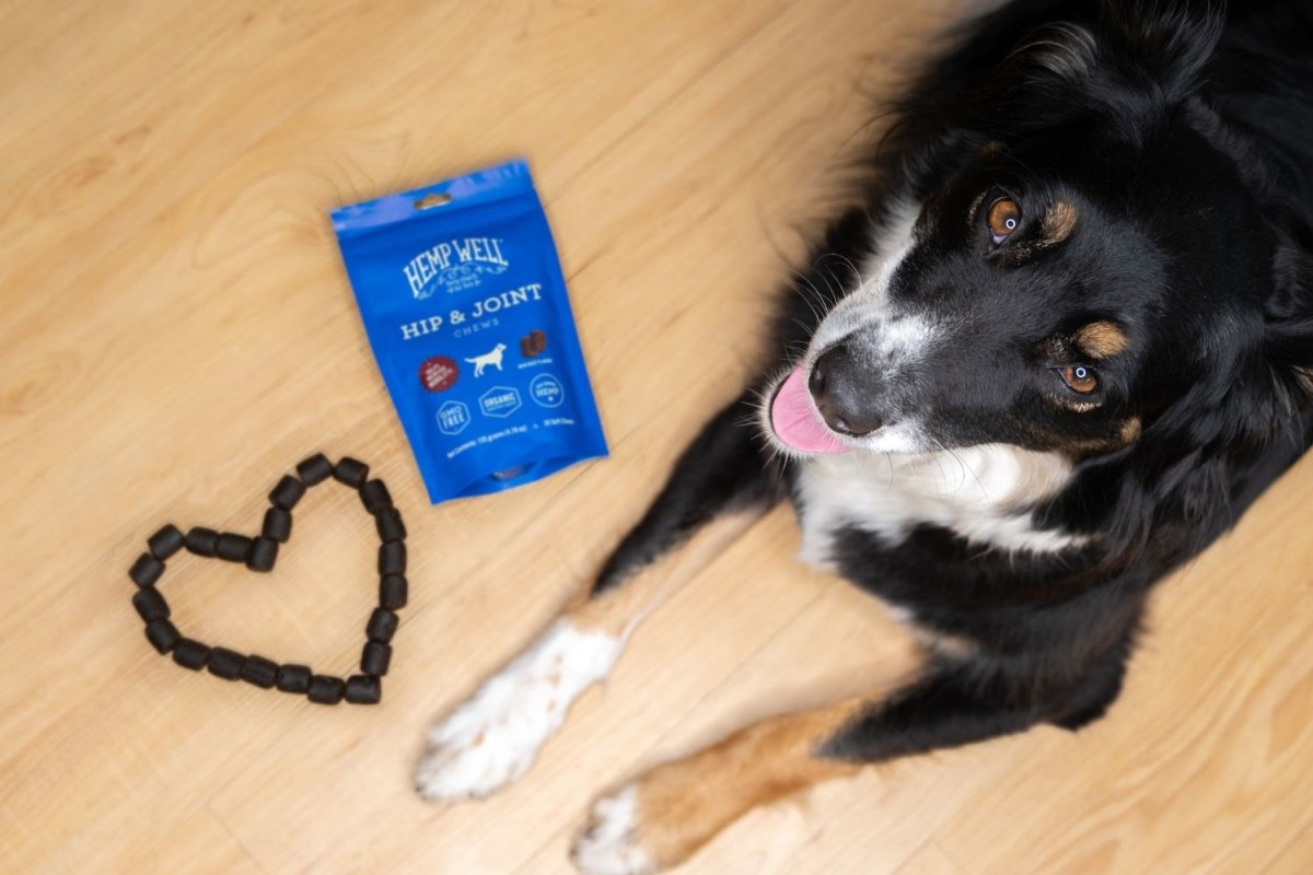 Hemp Well Soft Chews for Dogs and Cats: The Superior Choice for Pet Supplements - Hemp Well