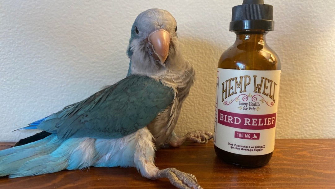 Hemp Well: Unlocking the Benefits for Improved Bird Behavior