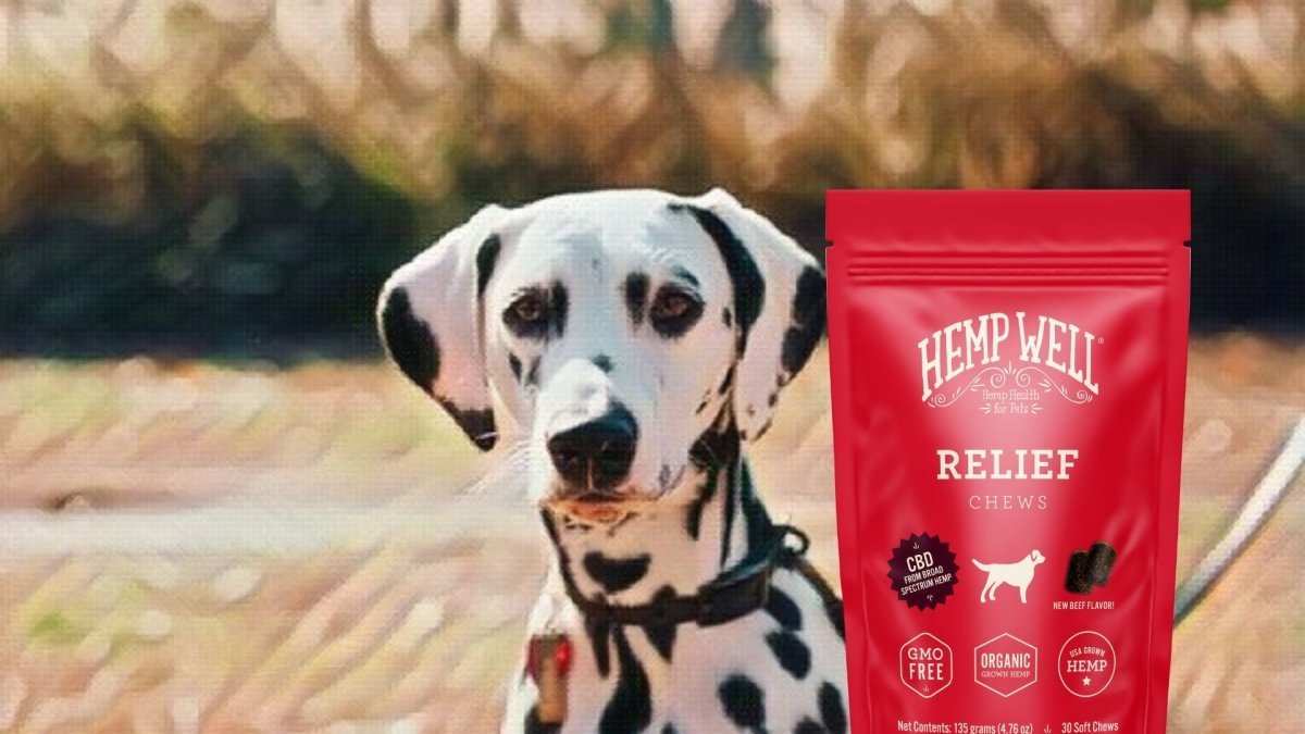 How much CBD can i give my dog? - Hemp Well