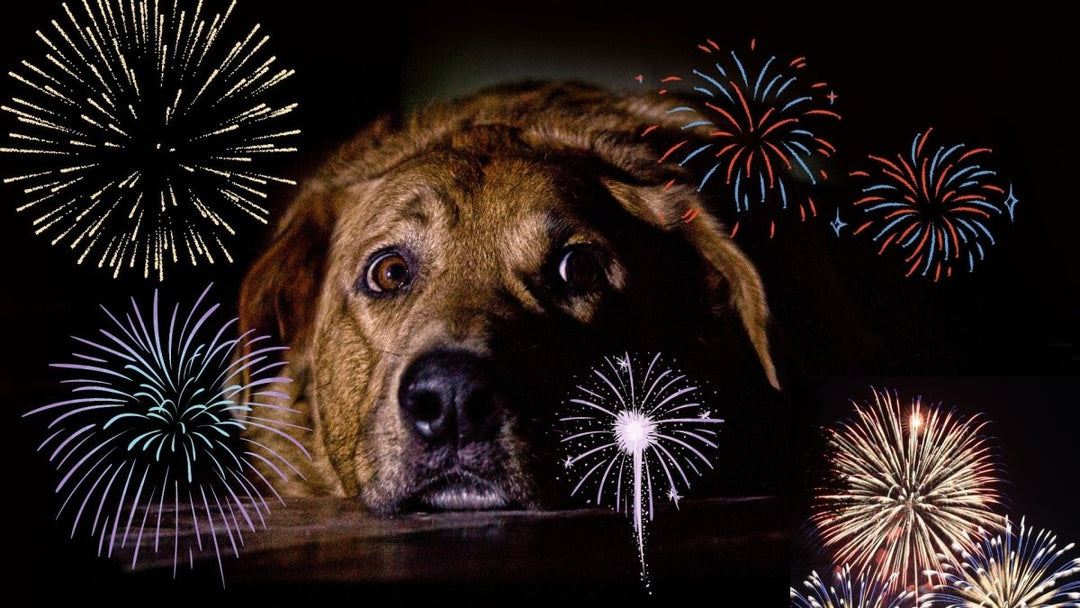 How to calm your dog during a thunderstorm
