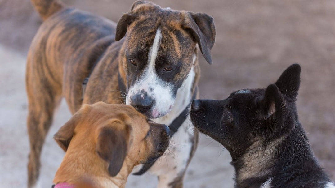 How To Create A More Social Dog