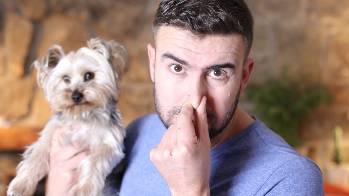 How to get rid of dog smell - Hemp Well