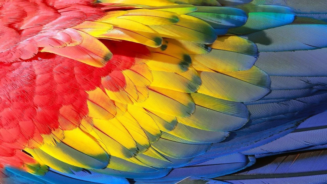 How to Get Shiny healthy feathers for your Birds?