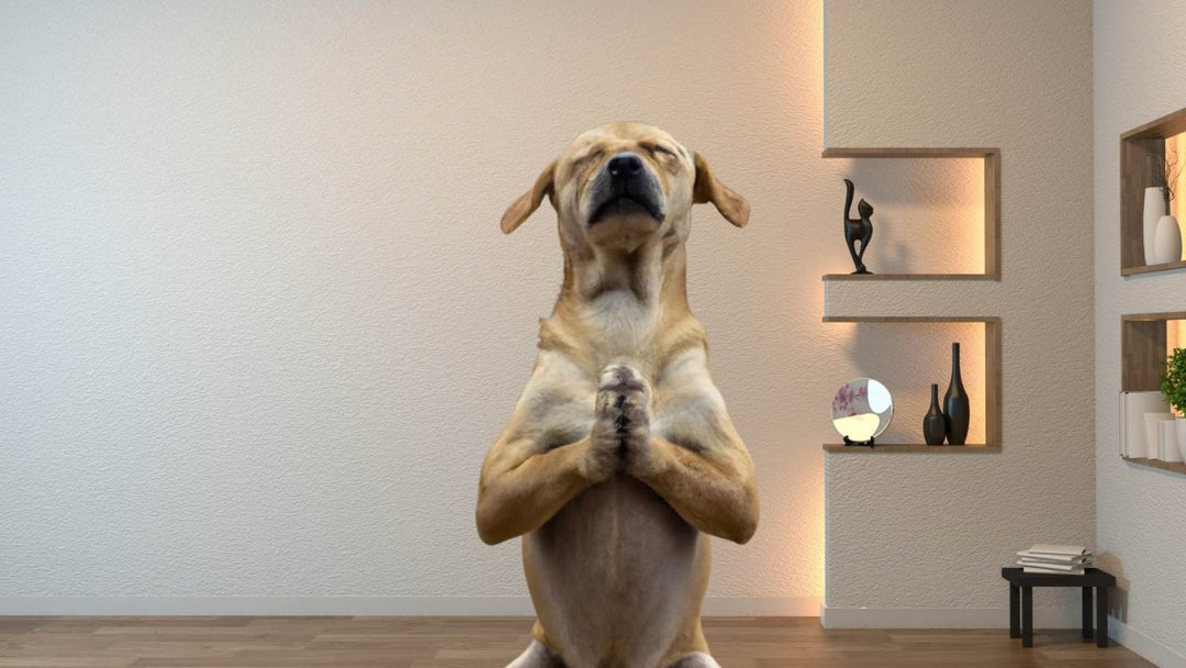 How to Naturally Activate Your Dog’s Cannabinoid Receptors