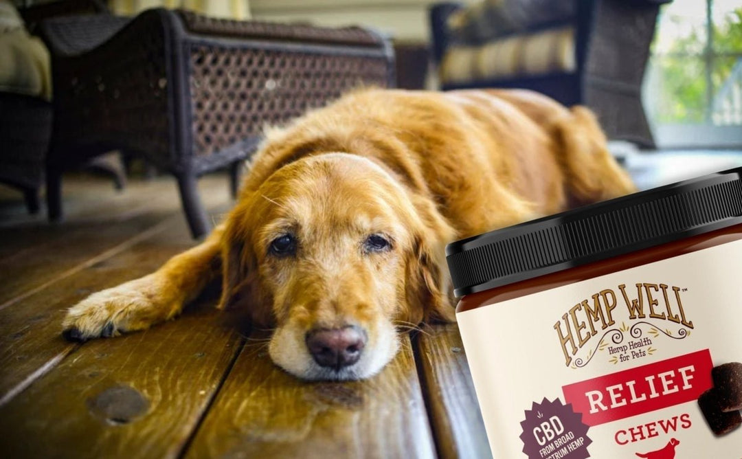How to Provide Safe & Natural Pain Relief for Dog?