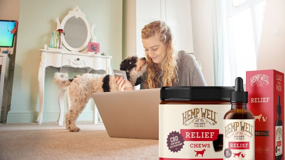 How to Tell If Your Dog Is in Pain - Safe Ways to Help
