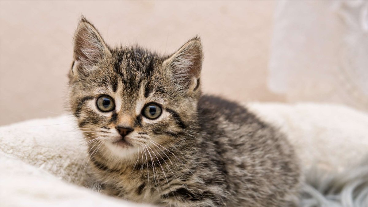 In Loving Memory of Denny: Navigating the Challenges of Feline Infectious Peritonitis (FIP) - Hemp Well