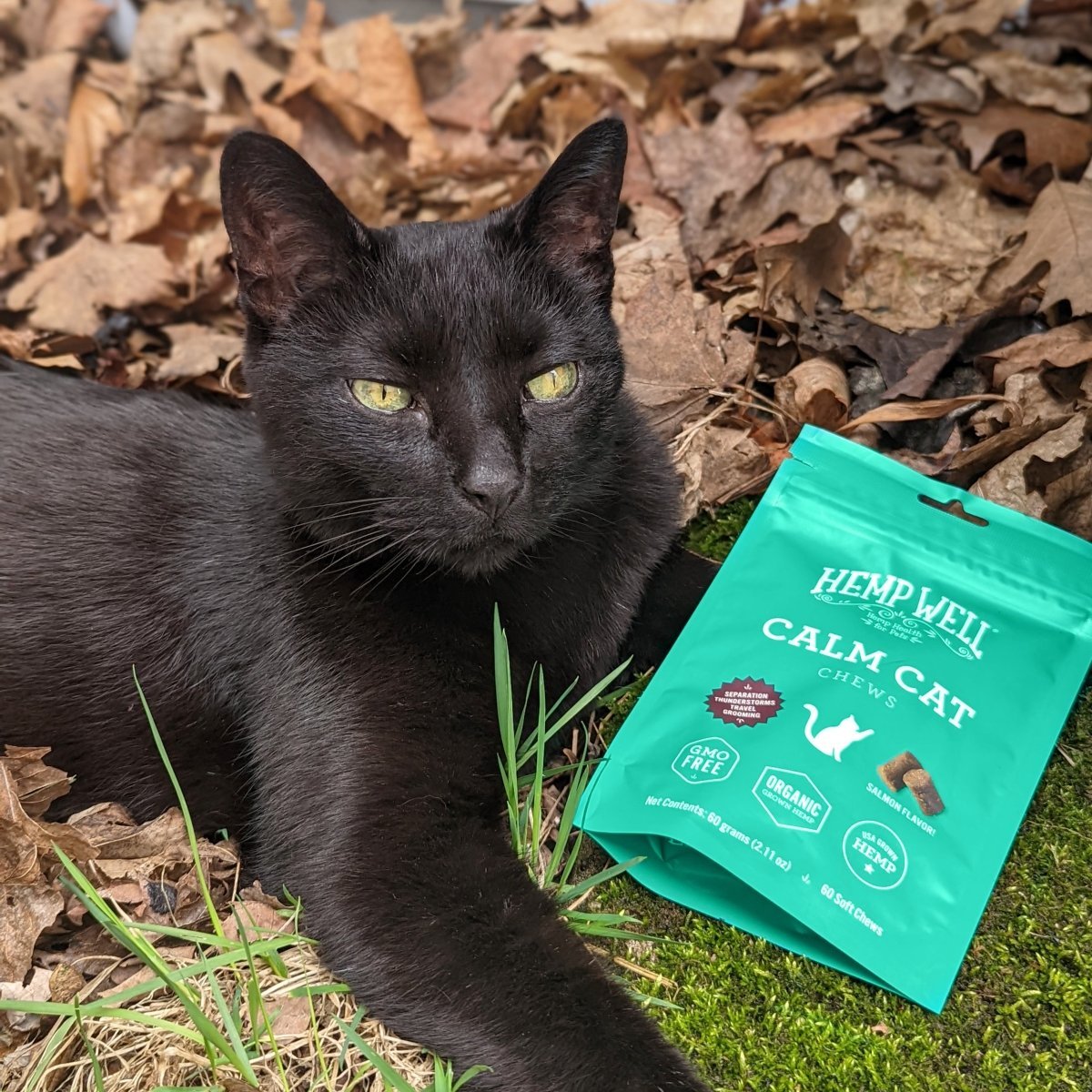 Is CBD Safe For Cats? - Hemp Well