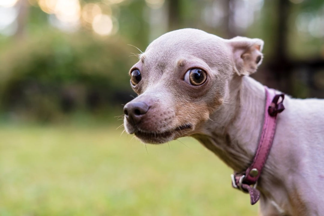 Is it safe to give your dog CBD gummies made for humans?