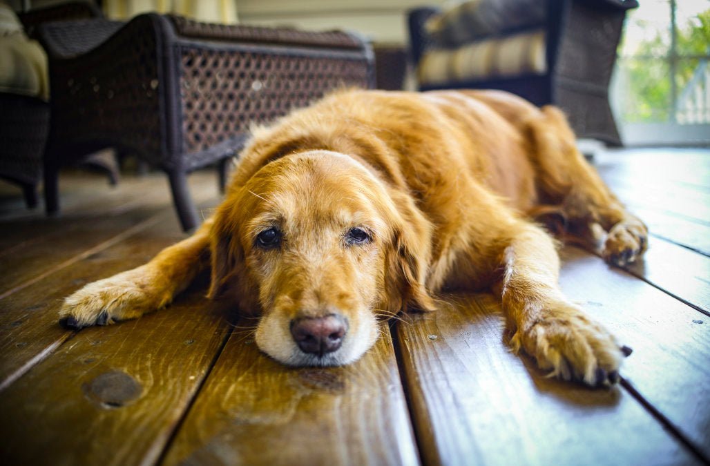Is THC Harmful To Your Pet?