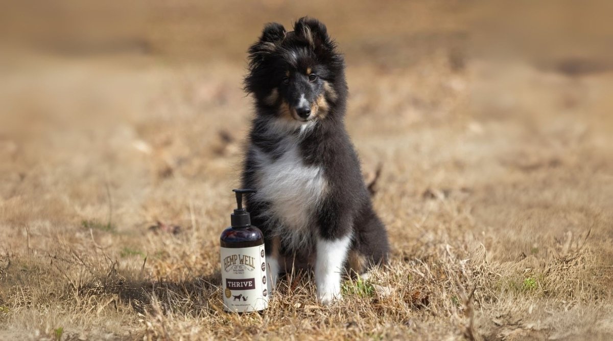 Most Common Dog Names - Hemp Well