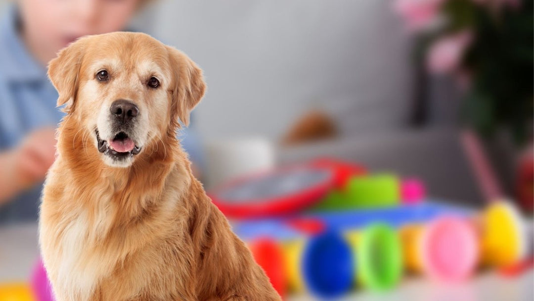 My dog ate Play-Doh and liked it, what should I do?