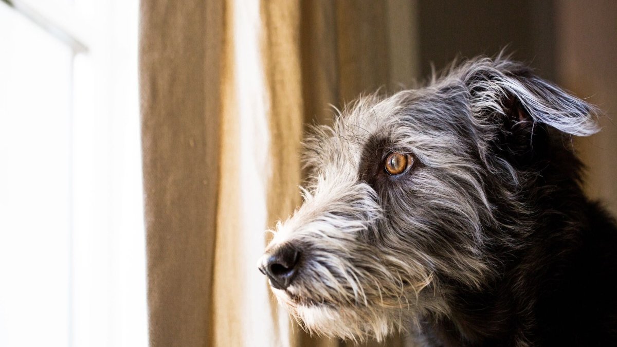 Number 1 killer of dogs that you might be doing everyday - Hemp Well