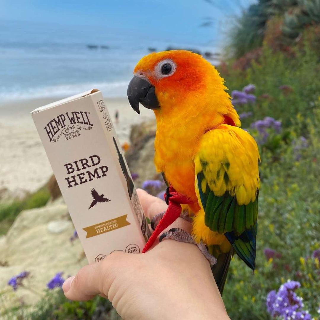 Is Hemp Safe for Birds? What Bird Owners Should Know