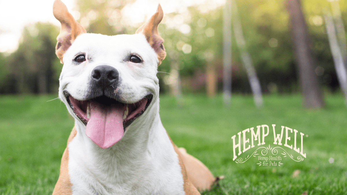 Paraphimosis in Dogs