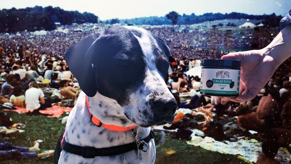 Paws in the Crowd: Bringing Your Dog to a Concert - Hemp Well