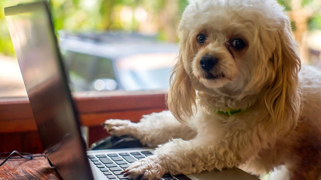 Pet Parent Feedback: How Hemp Well Leads the Pack with Organic Pet Wellness