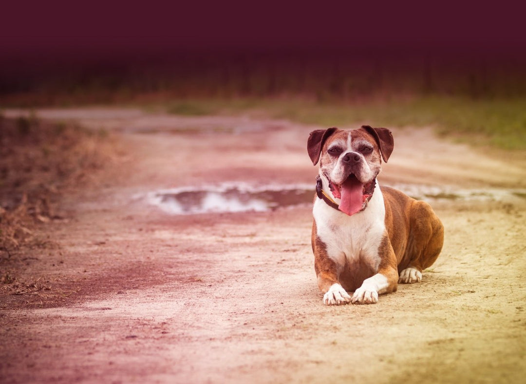 Pets and CBD Use: Common Questions from Pet Parents