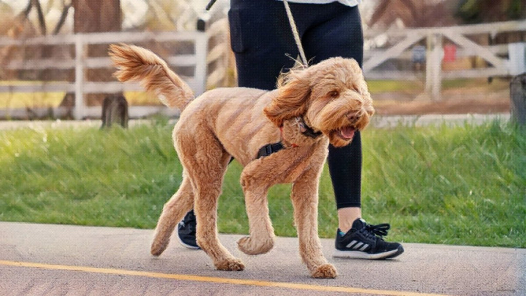 Protecting your dog's paws from the hot pavement. Hemp Well has you covered.