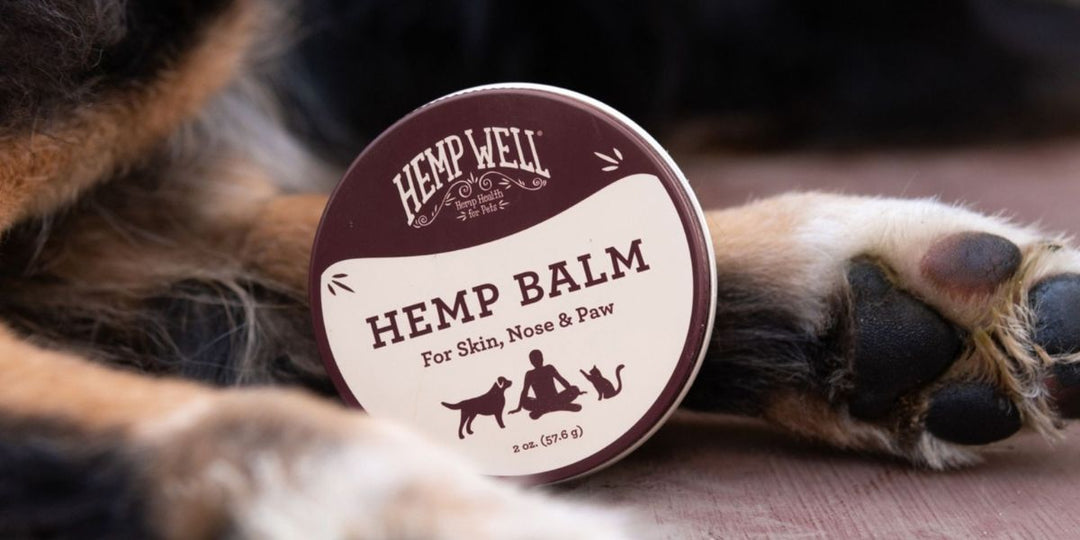 Puppy, It's Cold Outside! 5 Tips For Winter Skin Health