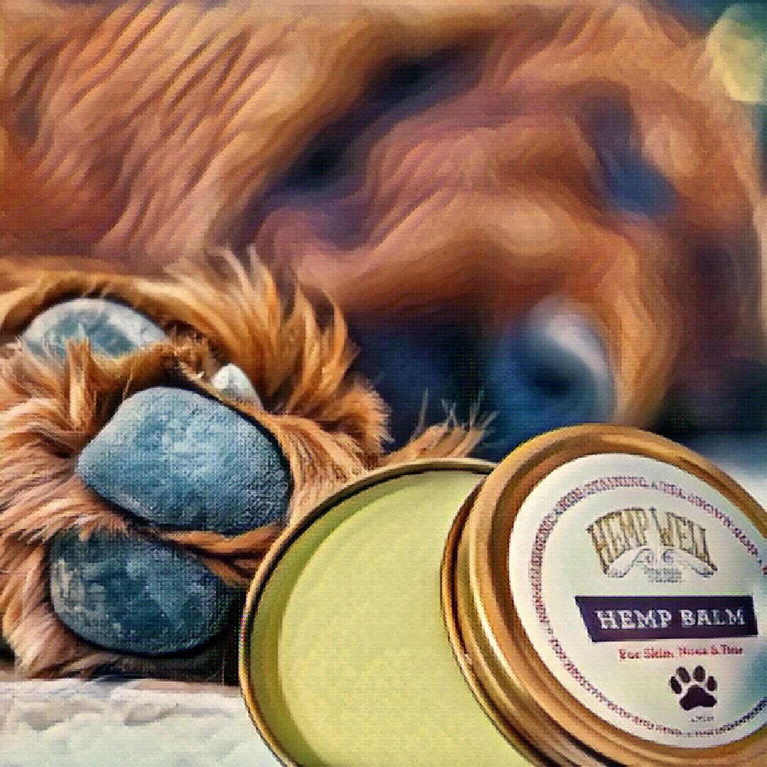 Puppy, It's Cold Outside! 5 Tips For Winter Skin Health