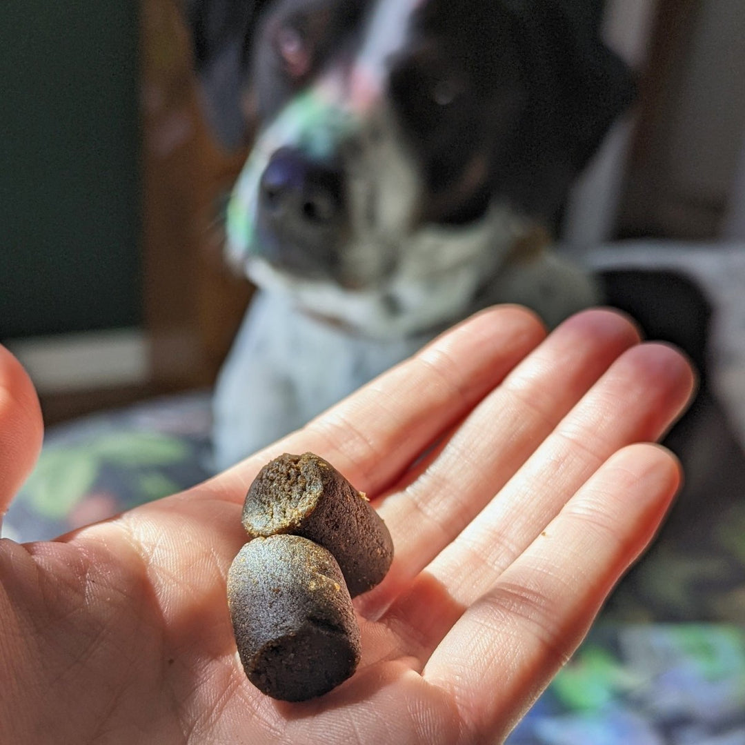 How to Calm an Anxious Dog Naturally (Without Sedatives)